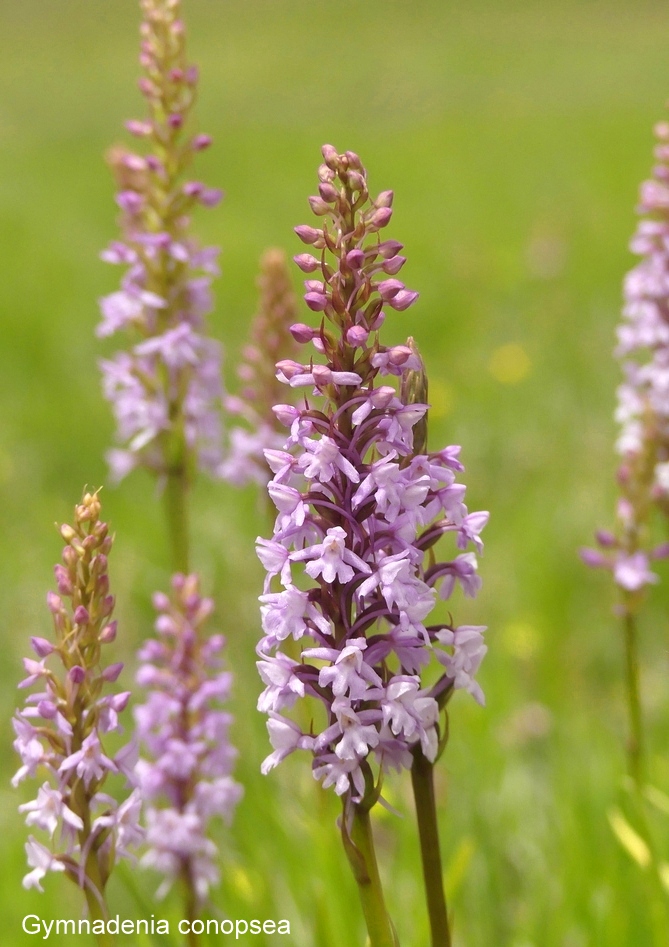 Campo Imperatore, laltopiano e le orchidee  19 giugno 2021.